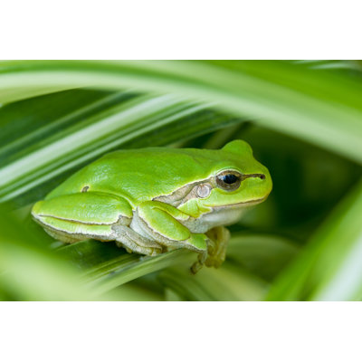 " Little Green Frog " by Photoiris