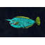 Mu Mu by Warren Sellers - Wrapped Canvas Painting-19085334