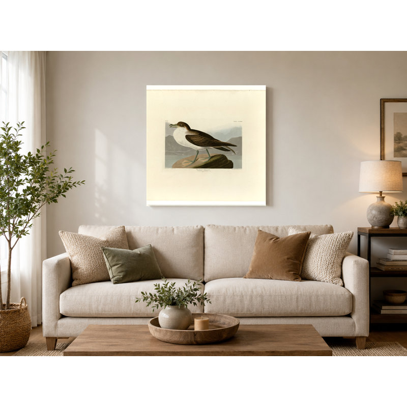 «Wandering Shearwater», planche 283 (1838) - art mural carré sur toile, 16" W x 16" H