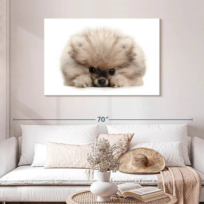 Brampt Pomeranian Acting Cute