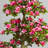 Azalea Artificial Tree