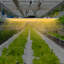 Plantes DEL à croissance variable