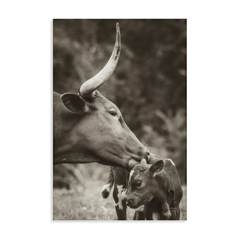  «Longhorn Kissing Baby» par Nathan Larson, H 45 po x l 30 po