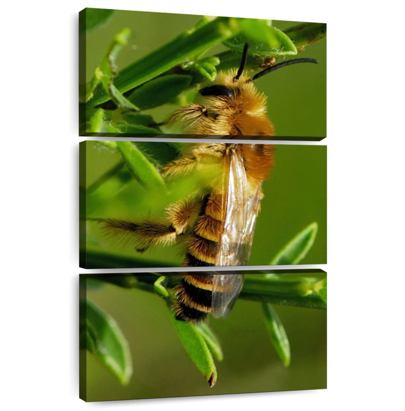 Brampt Bee Bee Bee, 23" H x 14" W