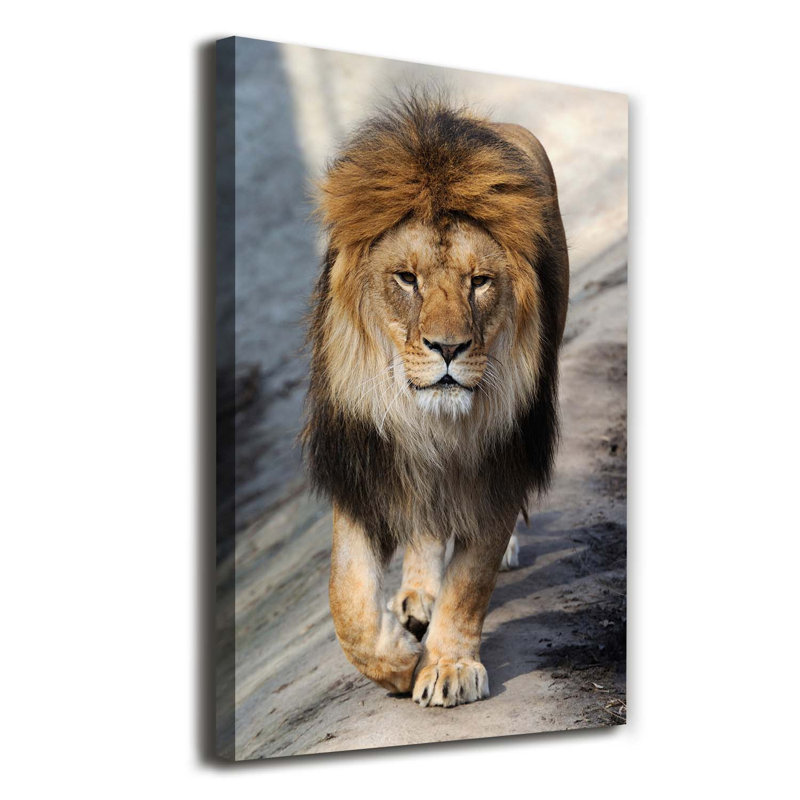 Lion - Wrapped Canvas Print