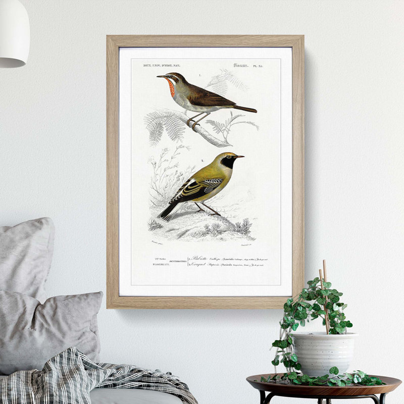 Bird Illustrations PL. 55 by Charles D' Orbigny - Single Picture Frame Painting, Oak Framed, 33cm H x 24cm W x 2cm D