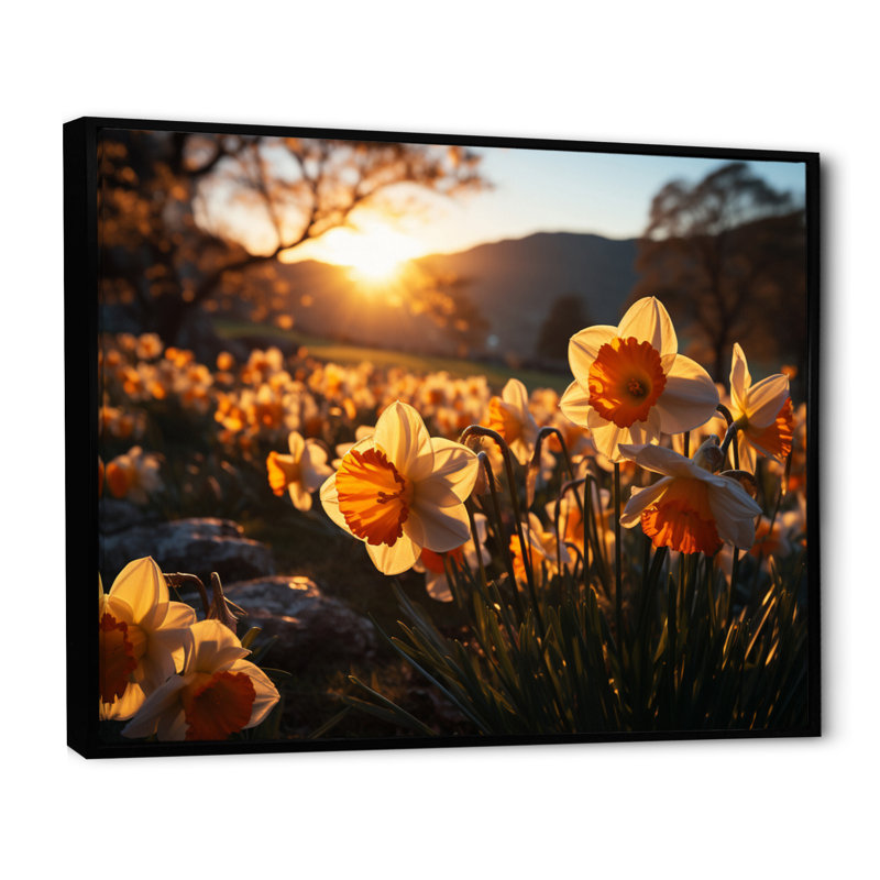 Daffodils Field Sunrise III - Floral Wall Art Prints, H 12 po x l 20 po, Cadre flottant noir