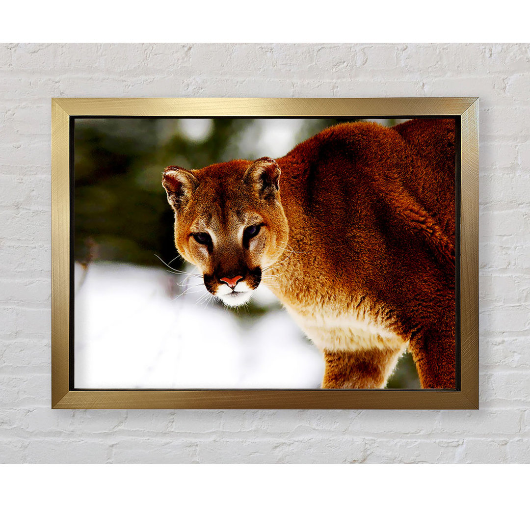 Florida Panther In The Snow - Einzelne Bilderrahmen Kunstdrucke