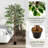 63'' Faux Ficus Tree in Freestanding
