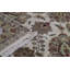 One-of-a-Kind 8' X 10' Area Rug