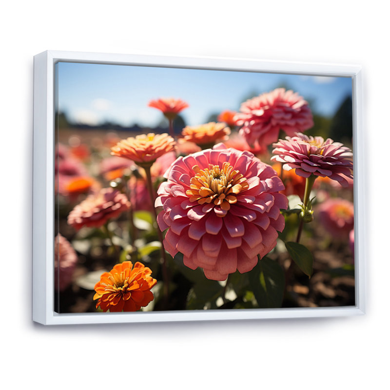 «Colorful Zinnias Field At Sunrise III», reproduction d'art sur toile, Blanc, H 30 po x l 40 po x P 1,5 po