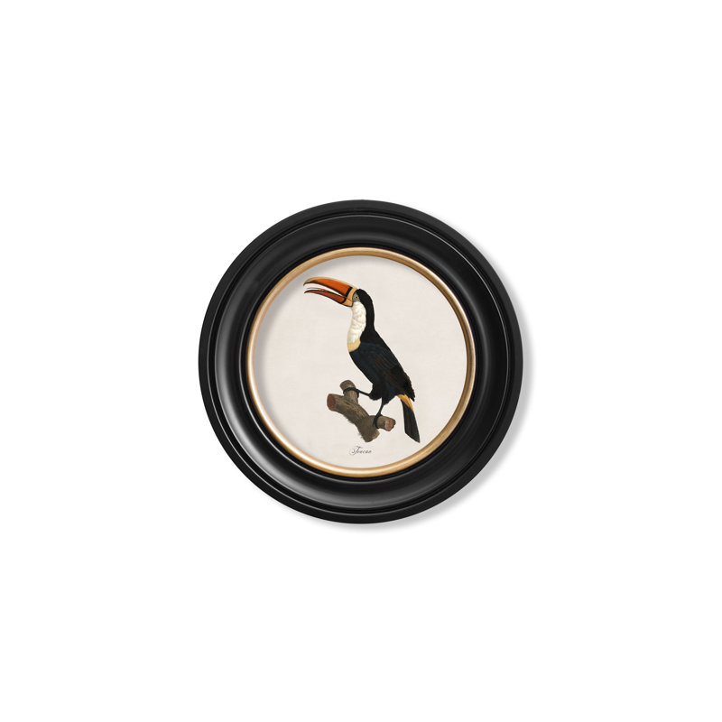 Toucan Left Facing by Mid-1800s - Single Picture Frame Print on Archival Matt 230gsm Paper