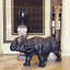 Rhinoceros Bronze Garden Statue