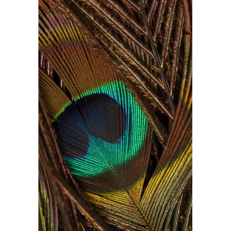 Peacock Feathers II - Wrapped Canvas Painting, 122cm H x 81cm W