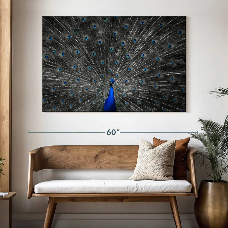 Plume de paon bleu Crowle, H 34 po x l 51 po