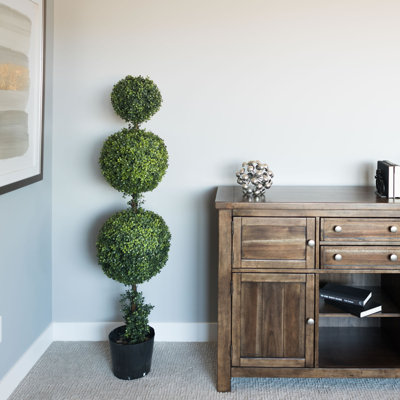 Boxwood Topiary in Pot