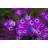 " Purple Daisies " by Tom Kostes