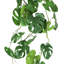 Plante suspendue 36 "Philodendron Monstera