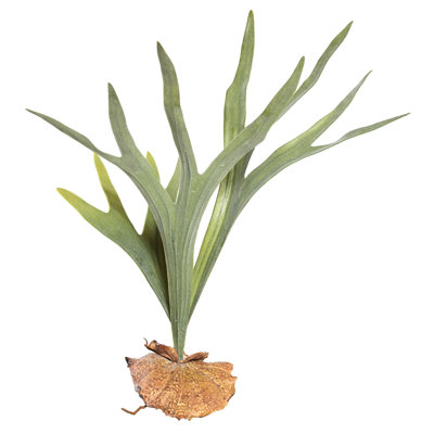 Artificial Staghorn Fern