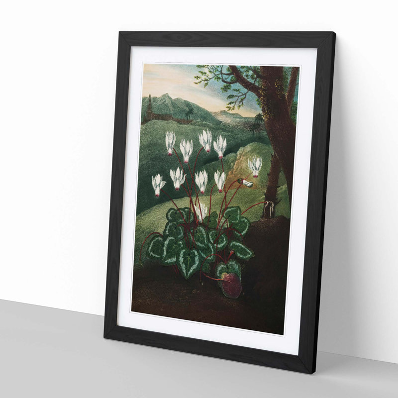 The Persian Cyclamen by R.J. Thornton - Picture Frame Painting Print, Black Framed, 36cm H x 27cm W x 2cm D