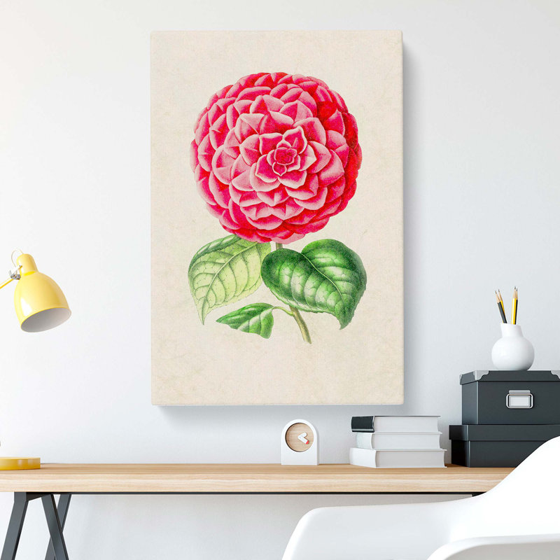 Bright Pink Camellia Flower Illustration - Wrapped Canvas, 50cm H x 35cm W x 3cm D