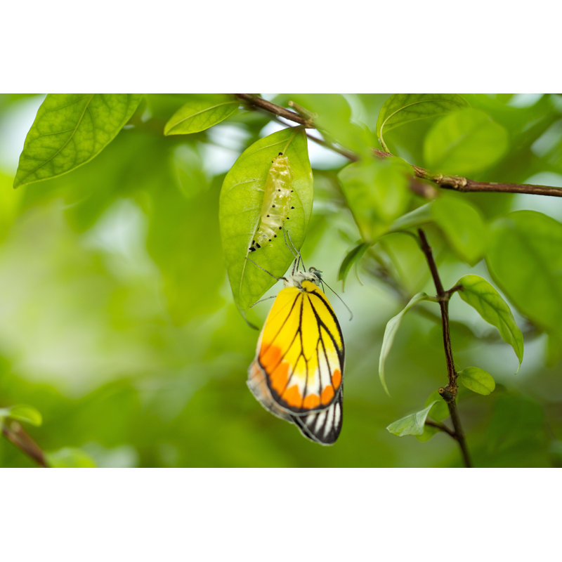 New Born Butterfly by Ktasimarr - Wrapped Canvas Print, 30cm H x 46cm W