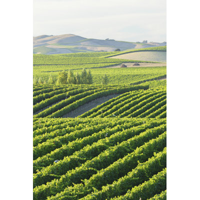 Vineyardl 1 Piece Wrapped Canvas Wall Art