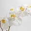 FLORAL 25IN DOUBLE STEM ORCHID, WHITE-2141217218