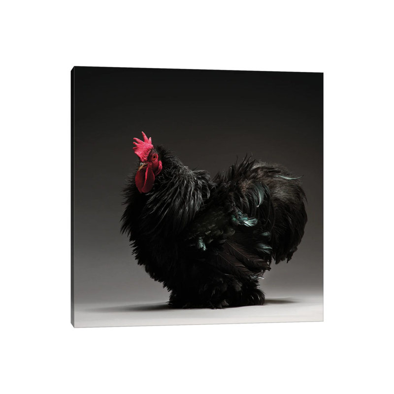 Frizzle Cochin Bantam - Wrapped Canvas Print, 93.98 cm H x 93.98 cm W x 3.175 cm D
