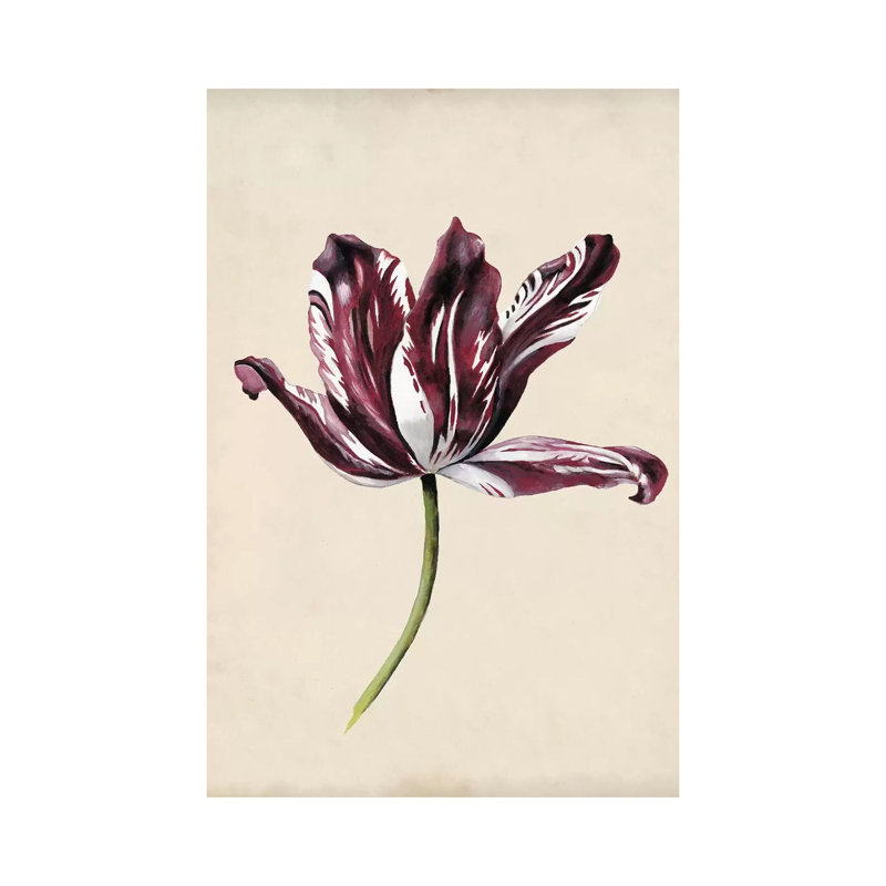 Antique Tulip Study IV by Naomi McCavitt - Wrapped Canvas Painting, 20.32 cm H x 30.48 cm W