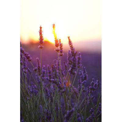 Lavender Flowers And Sunset by Rzdeb - No Frame Art Prints on Canvas
