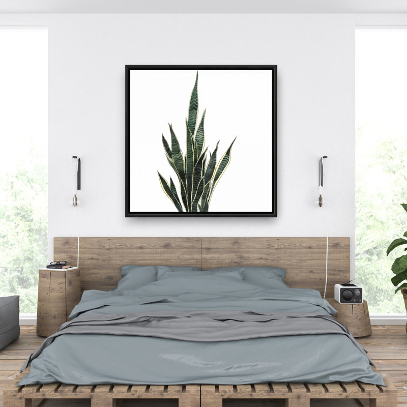 " Snake Plant "