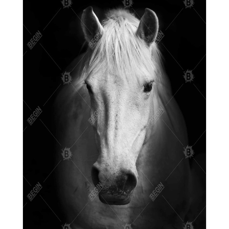 Monochrome Horse Print On Canvas, H 60 po x l 48 po