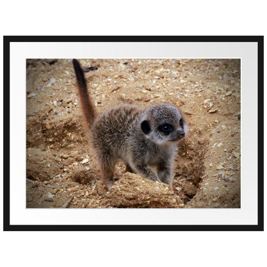 Gerahmtes Poster Junges Erdmännchen auf Boden