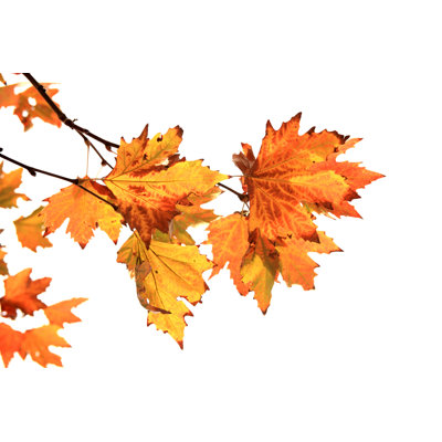 «Autumn» par Imagedepotpro