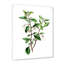 Feuilles de plantes - Reproduction de photo sur toile-59639476-59639481
