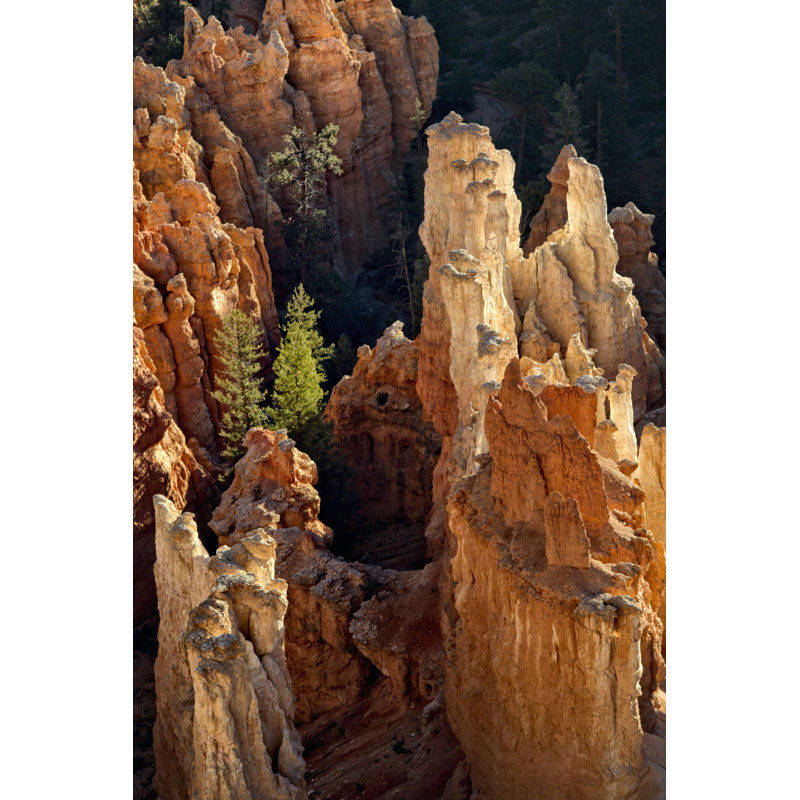 Two Pines by Danny Head - Photograph, 46 cm H x 30 cm W, Wrapped Canvas