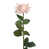 Rose est en rupture de stock
