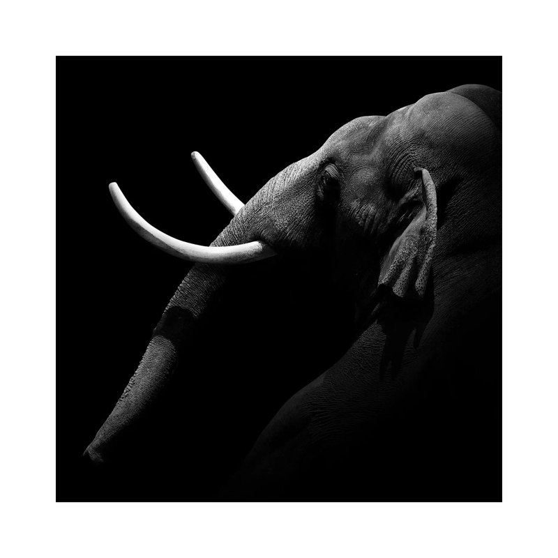 Elephant In Black And White I by Lukas Holas - Wrapped Canvas Print, 30.48 cm H x 30.48 cm W