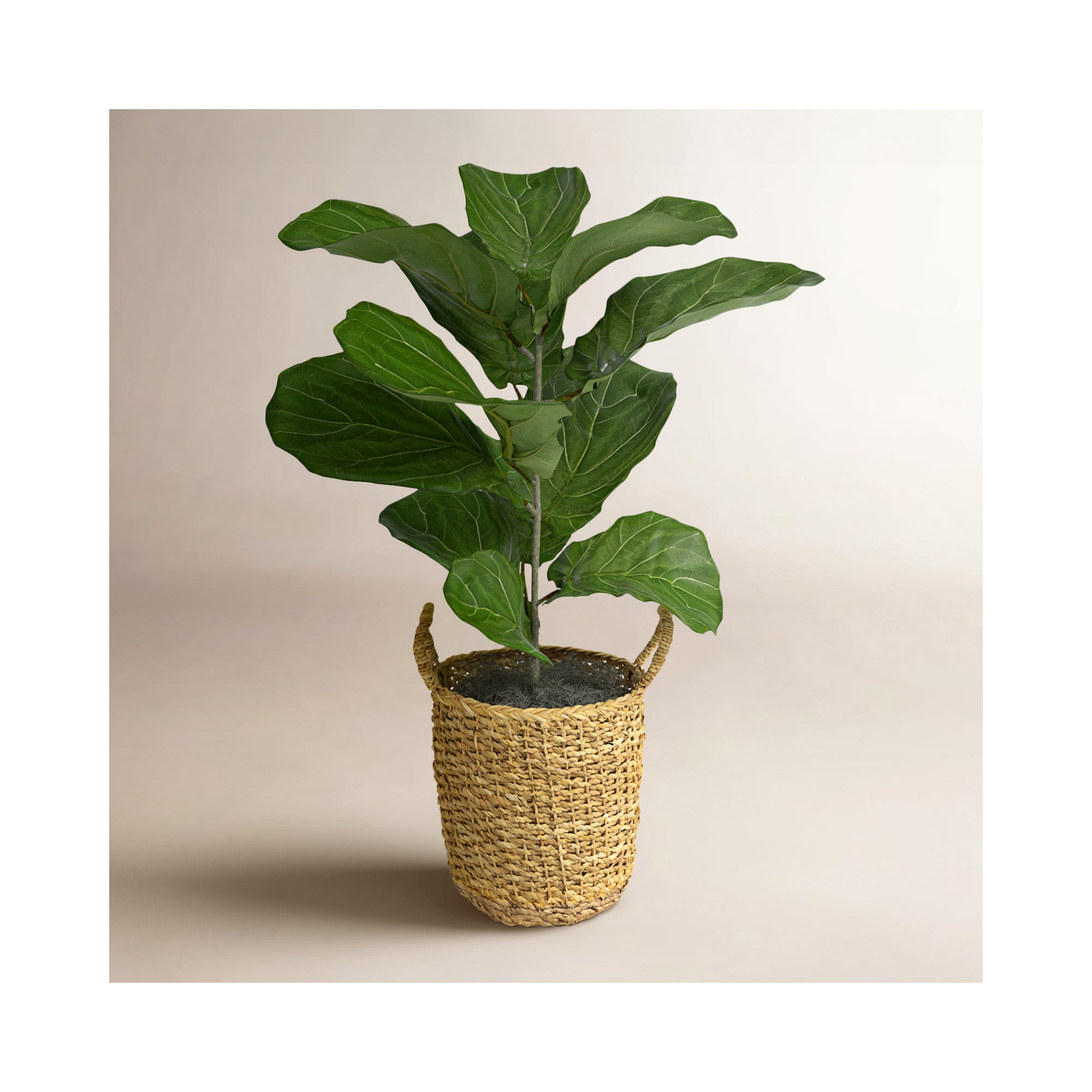 36'' Faux Fiddle Leaf Fig Plant in Wicker/Rattan Basket