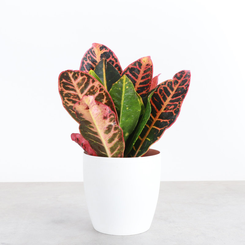 Live Petra Croton Plant in Classic Pot, White
