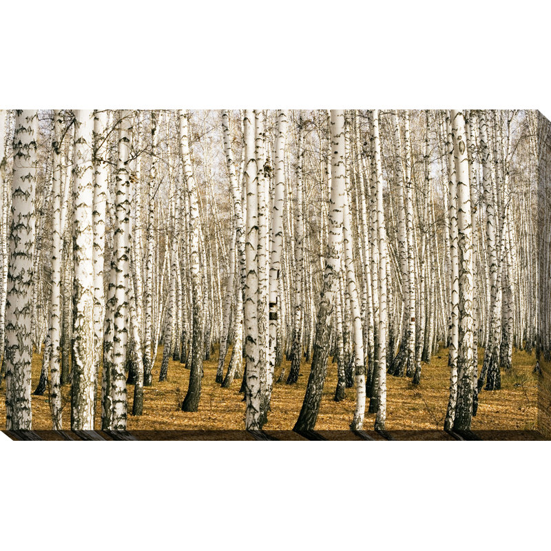 Bouleaux 3, reproduction de photo sur toile tendue, H 24 po x l 40 po x P 1 po