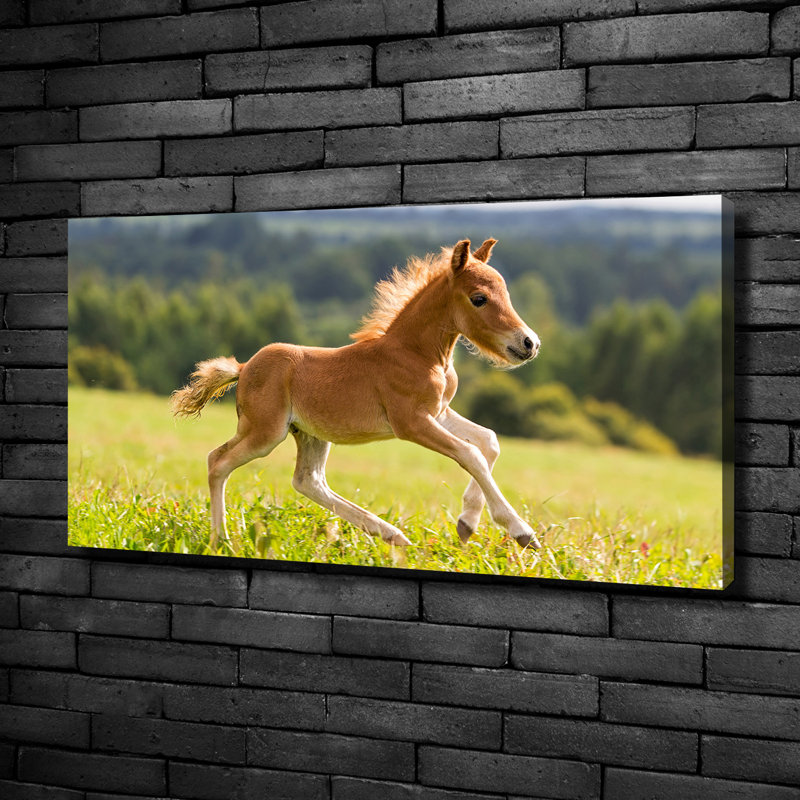 Foal In Gallop - No Frame Print on Canvas