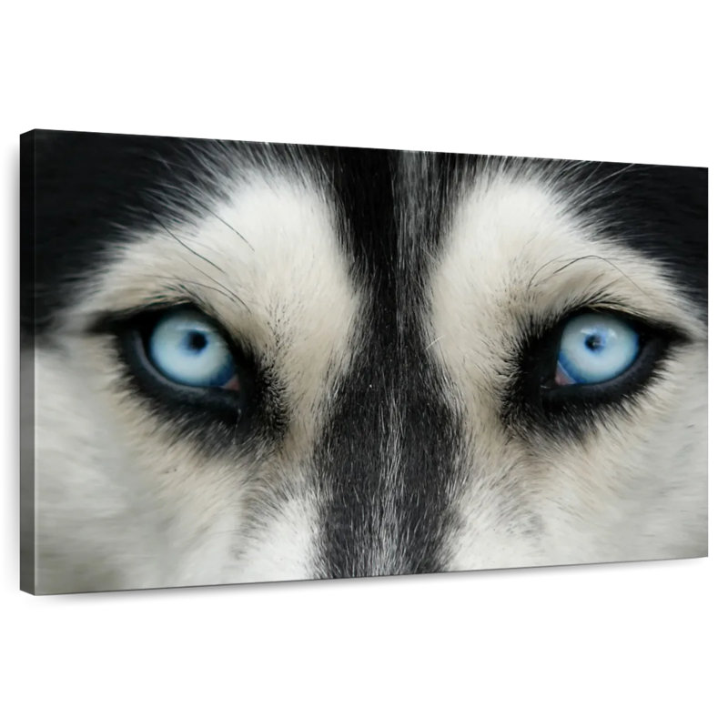 Brampt Sky Eyed Husky, 26" H x 39" W
