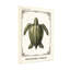 Animaux, tortue luth, Illustration scientifique rétro-1082207850