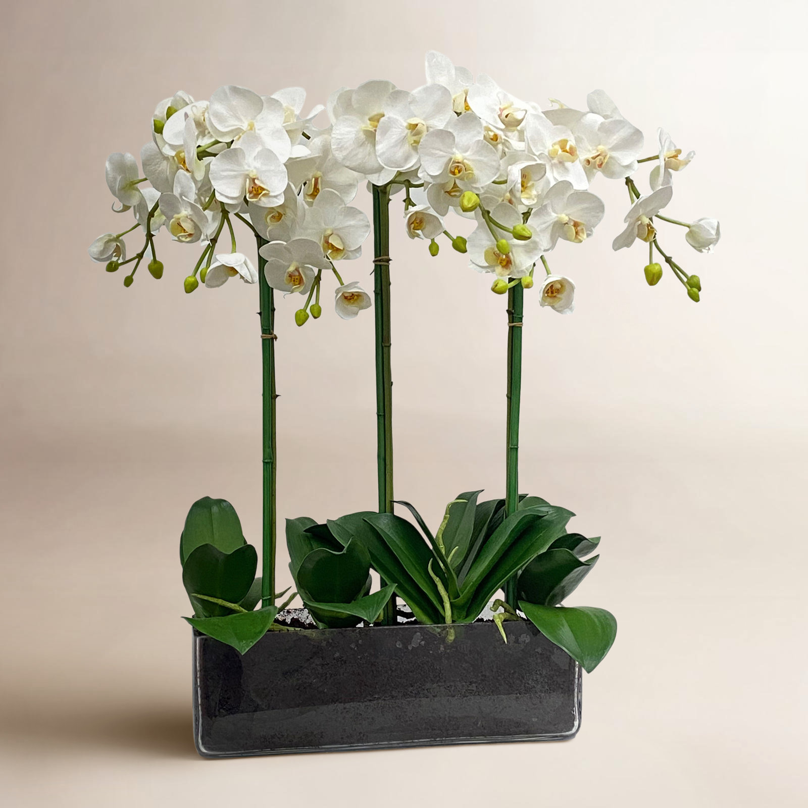 Orchid Floral Arrangement