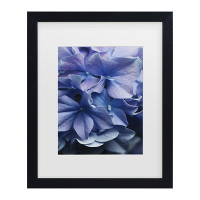 Encadré bolognais, bolognaise, lilas, hortensia, encadré