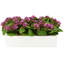 Kalanchoe Arrangement in Fiberstone Planter-1624349390-1646607056