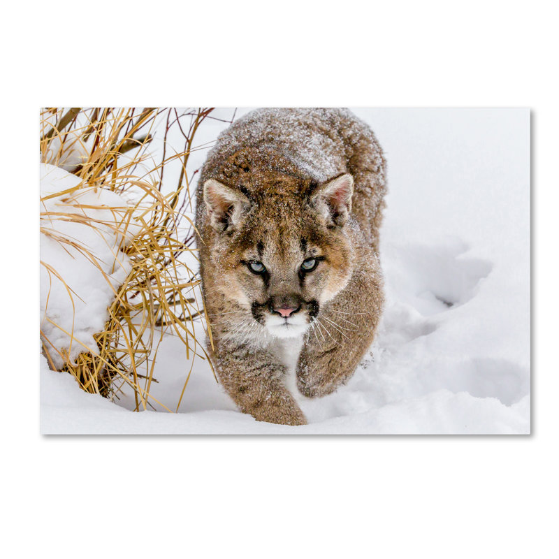 «Weaked Cougar», art mural sur toile tendue pour décoration de salon, de chambre à coucher ou de bureau - 12 x 19 par Mike Centioli