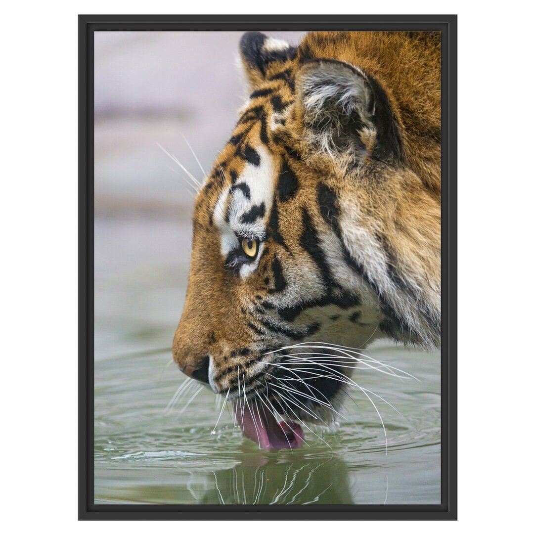 Gerahmtes Wandbild Tiger am Wasserloch